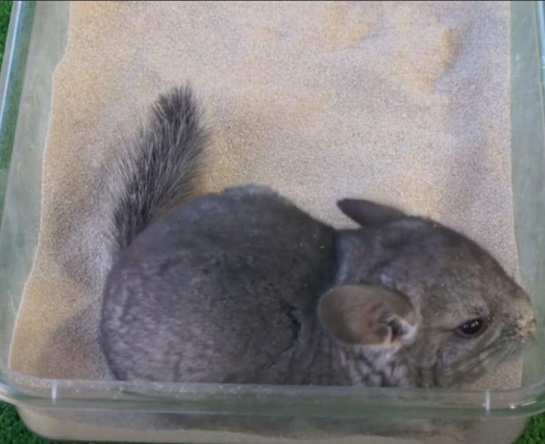 Arena de Baño para Chinchilla 240gr