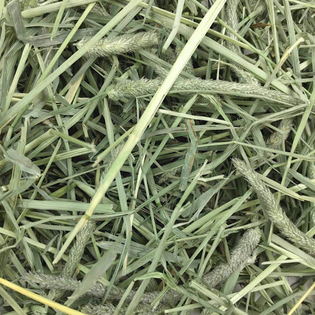 Timothy Hay Oxbow 1.13 Kg