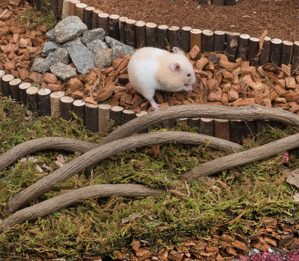 Musgo Seco para Decoracion de Habitat Hamster 100gr