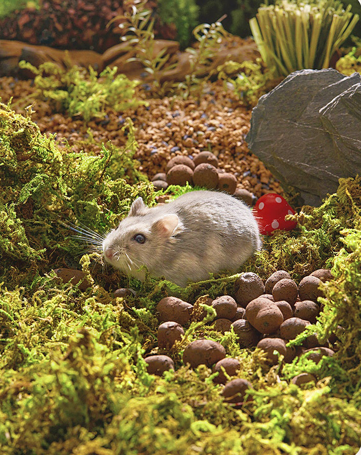Musgo Seco para Decoracion de Habitat Hamster 100gr