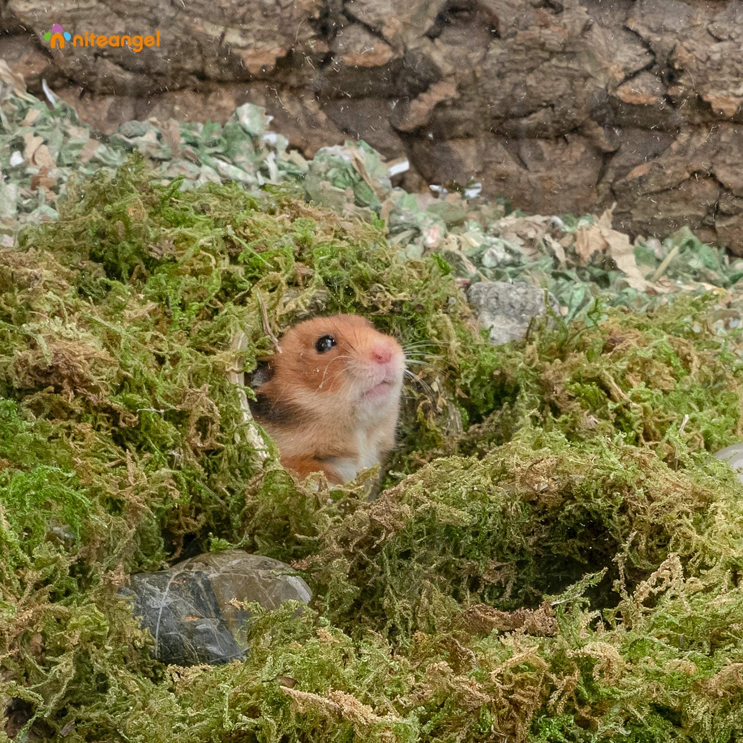 Musgo Seco para Decoracion de Habitat Hamster 100gr