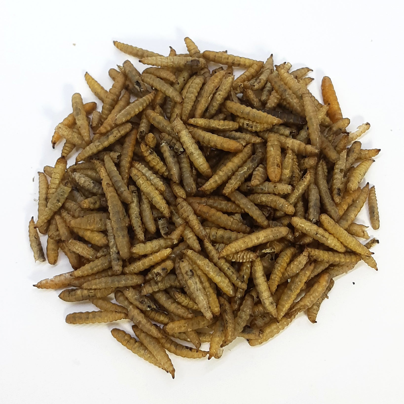 Larva De Mosca Soldado Deshidratada 18gr