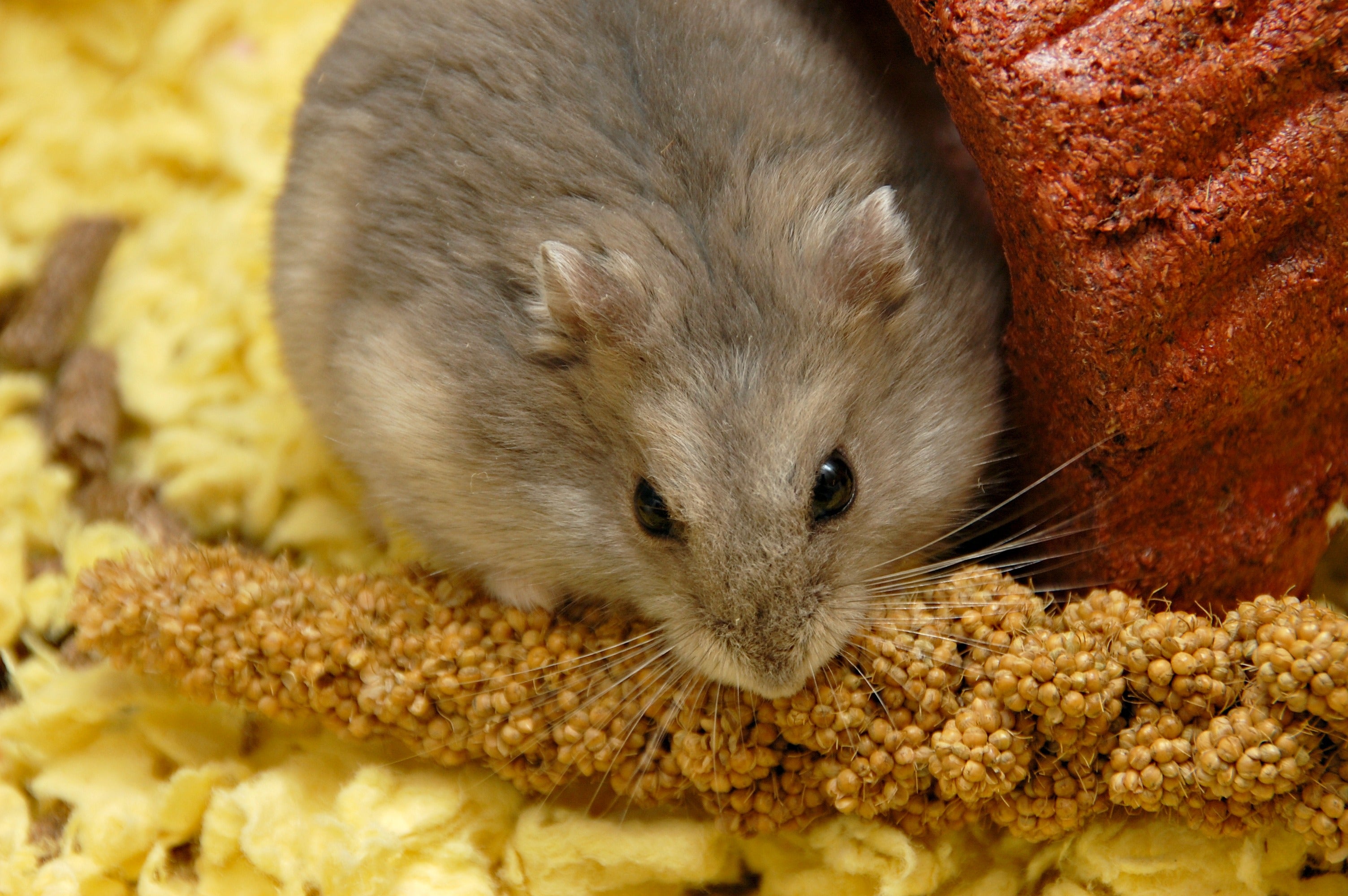 Espigas De Mijo para Hamster