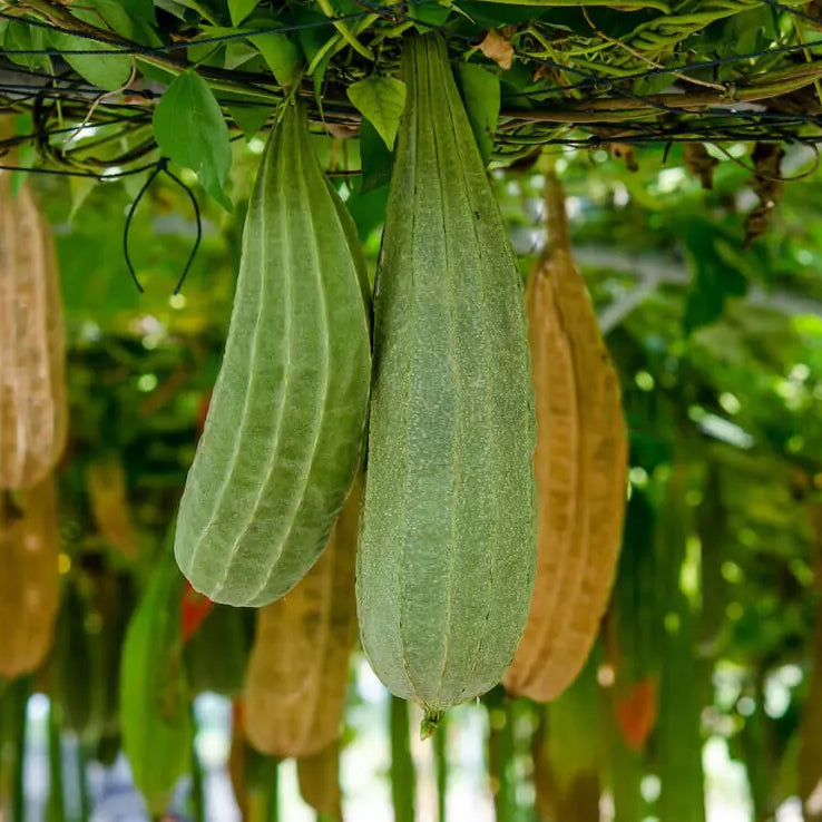 Zanahoria de estropajo Vegetal para roer